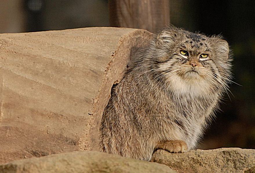 GENOS übernimmt Patenschaft für Manul